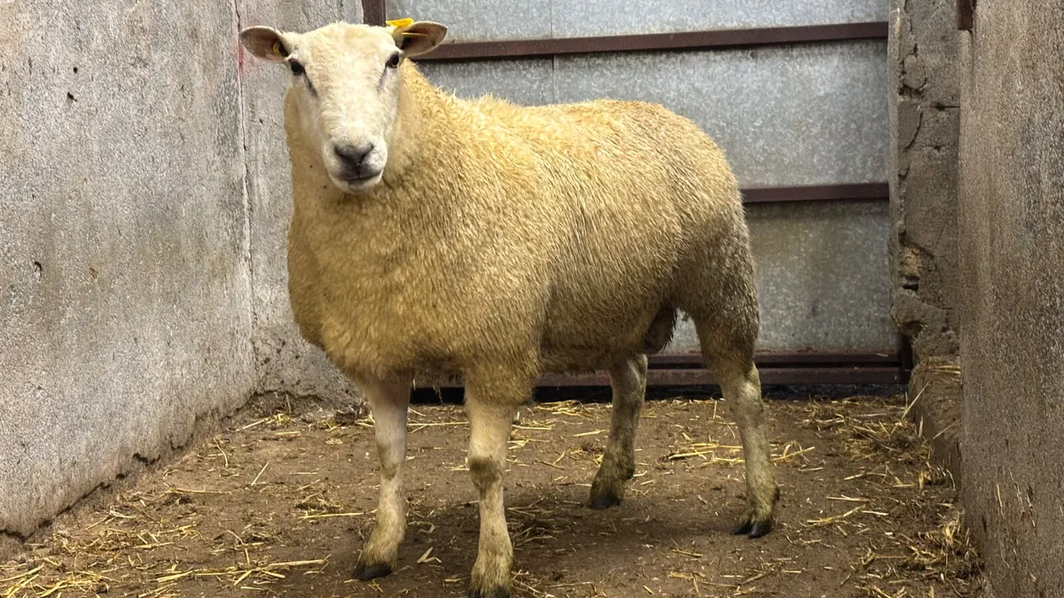 Belclare Ram Hogget - Image 1