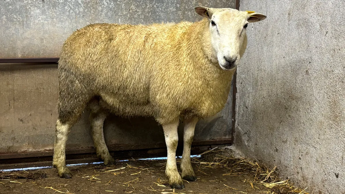 Belclare Ram Hogget - Image 2