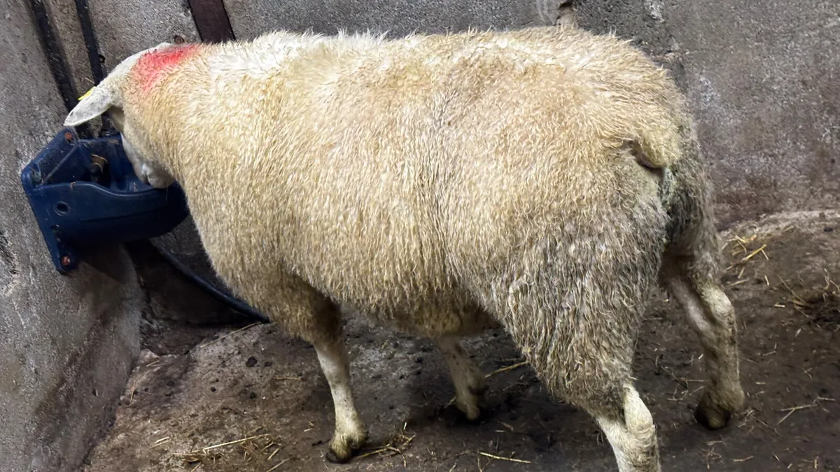Belclare Ram Hogget - Image 3