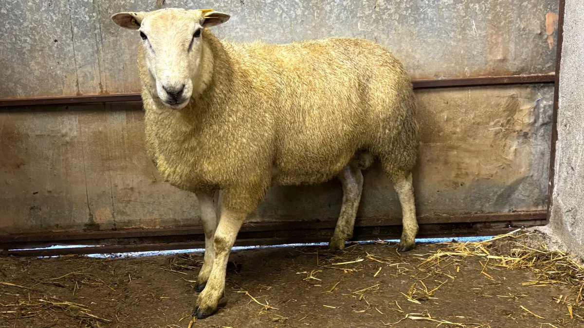 Belclare Ram Hogget - Image 4
