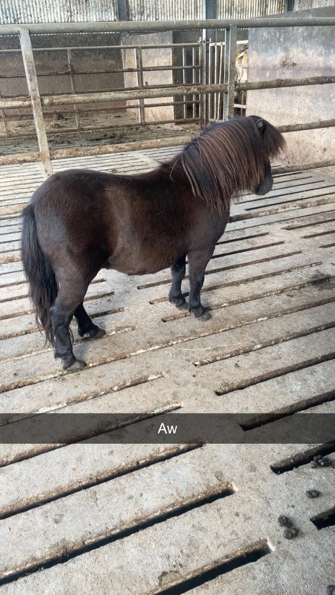 Shetland pony stallion - Image 4