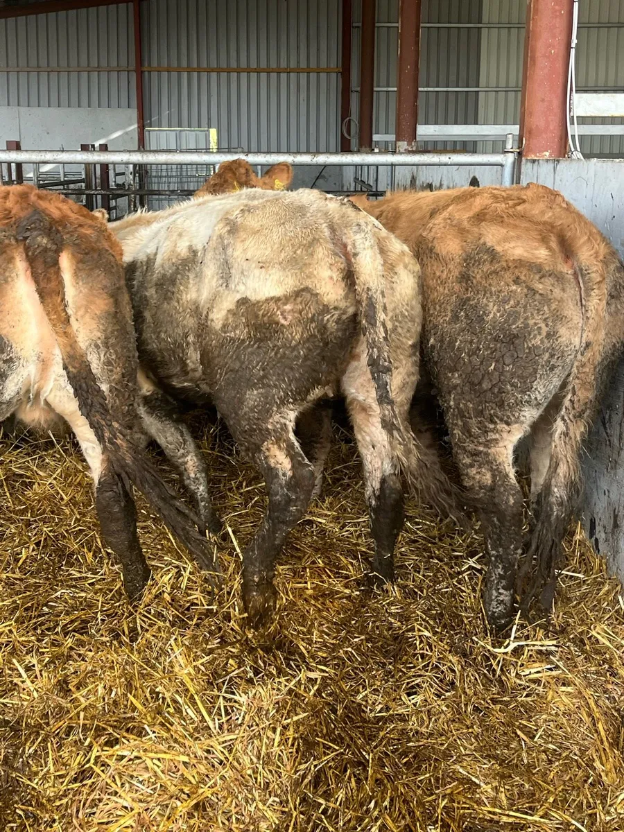 🔥🔥SUPER 2ND CALVERS🔥🔥 - Image 1