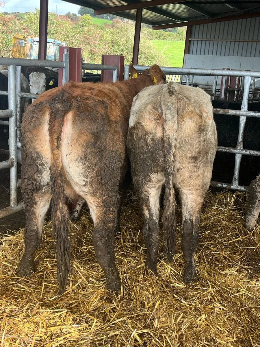 🔥🔥SUPER 2ND CALVERS🔥🔥 - Image 2