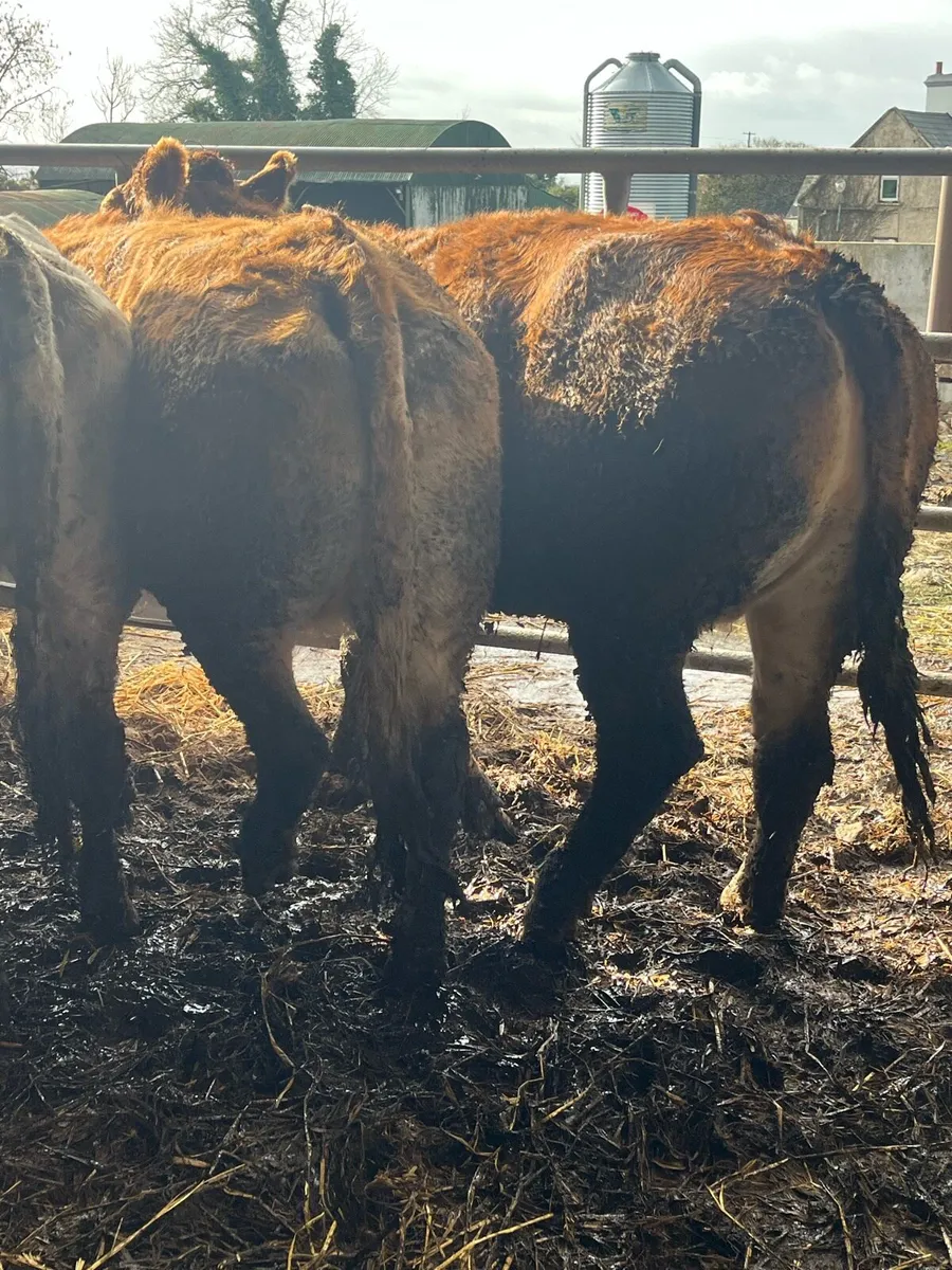 🔥🔥SUPER 2ND CALVERS🔥🔥 - Image 4