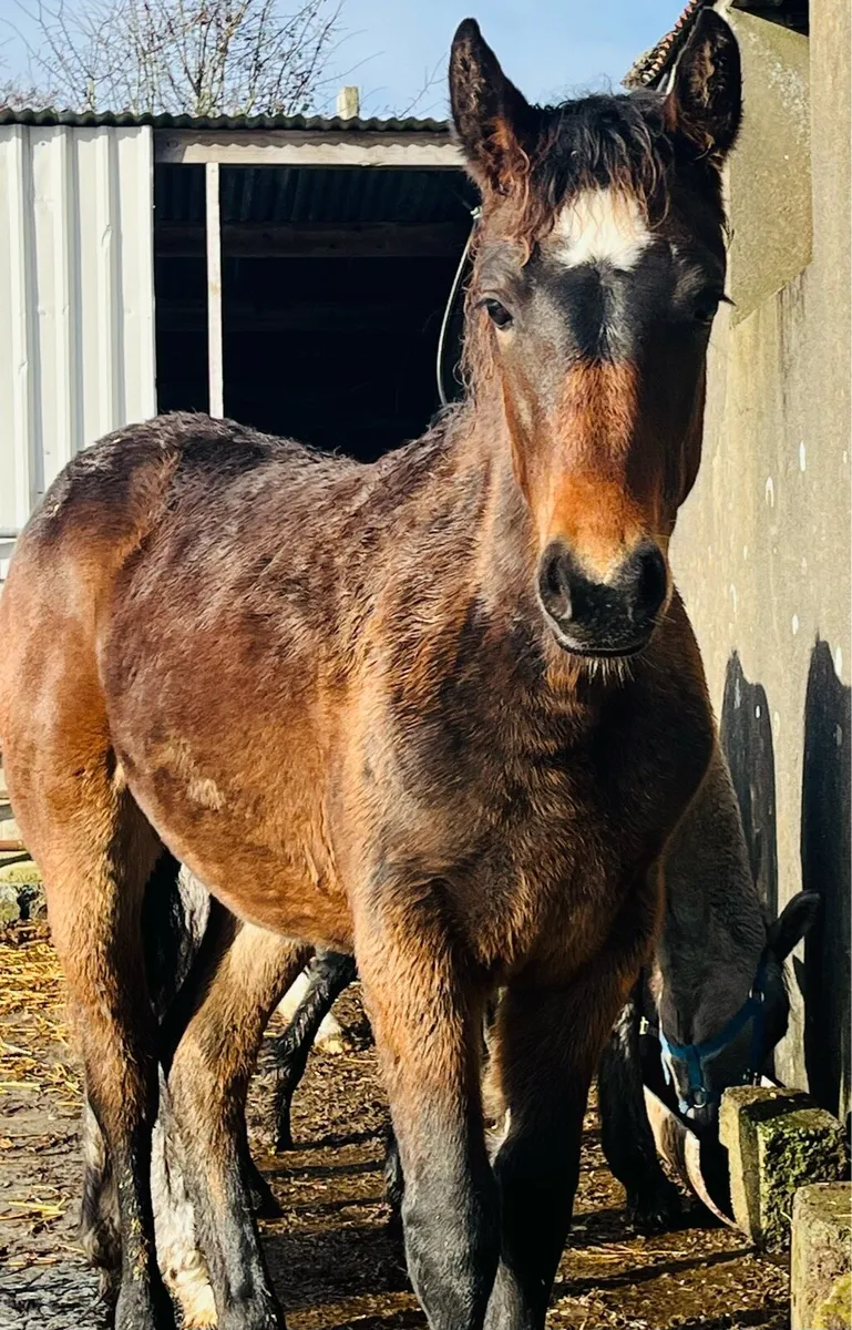 Connemara foals - Image 1
