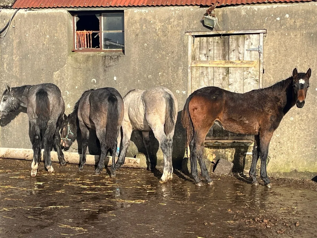 Connemara foals - Image 2