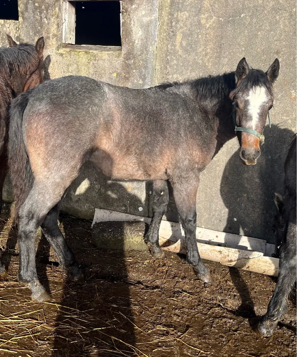 Connemara foals - Image 3
