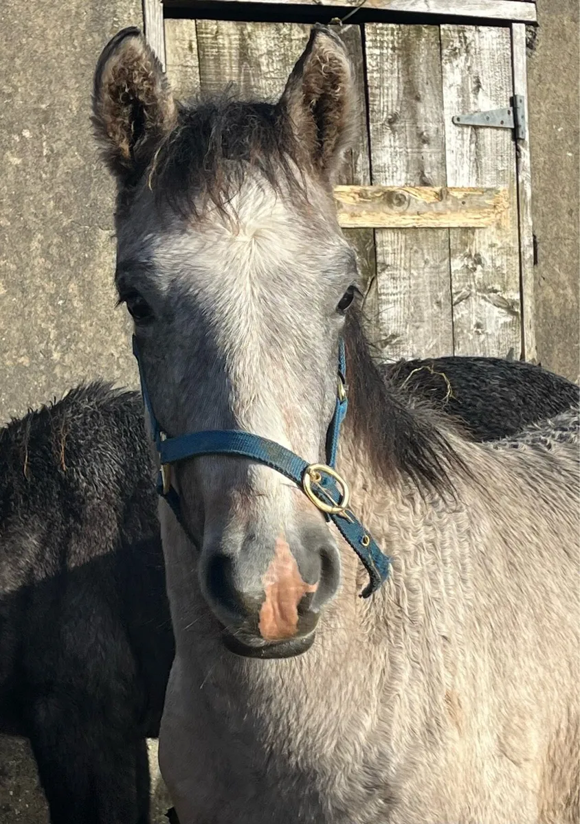 Connemara foals - Image 4