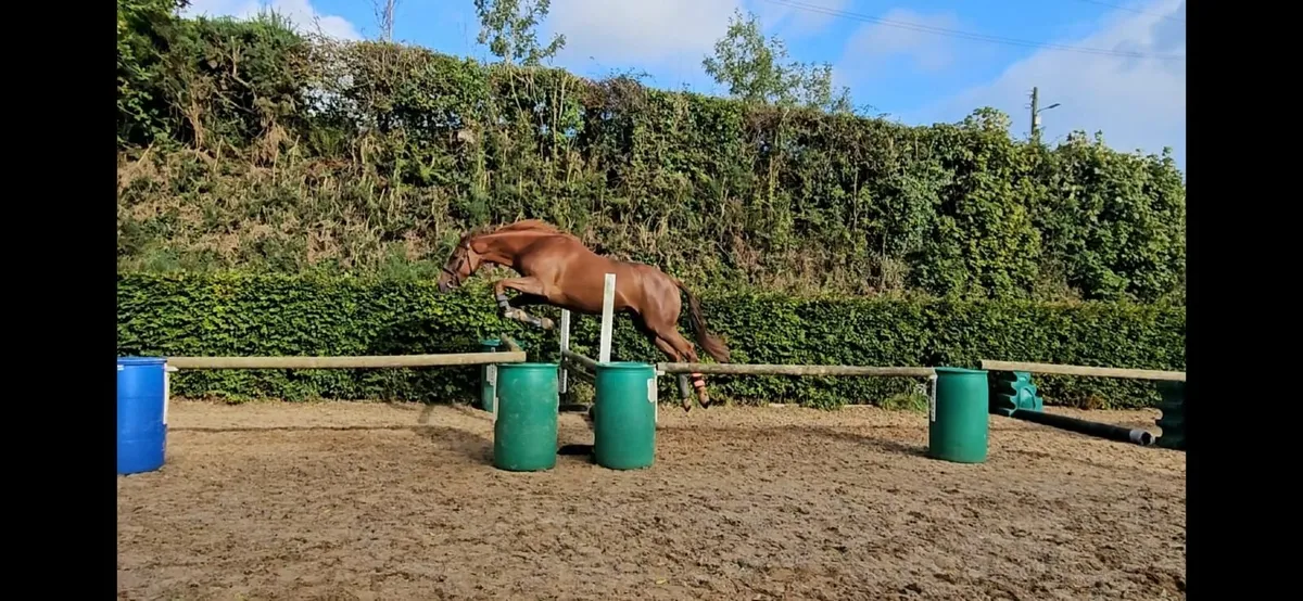 Irish Sports Horse - Image 3