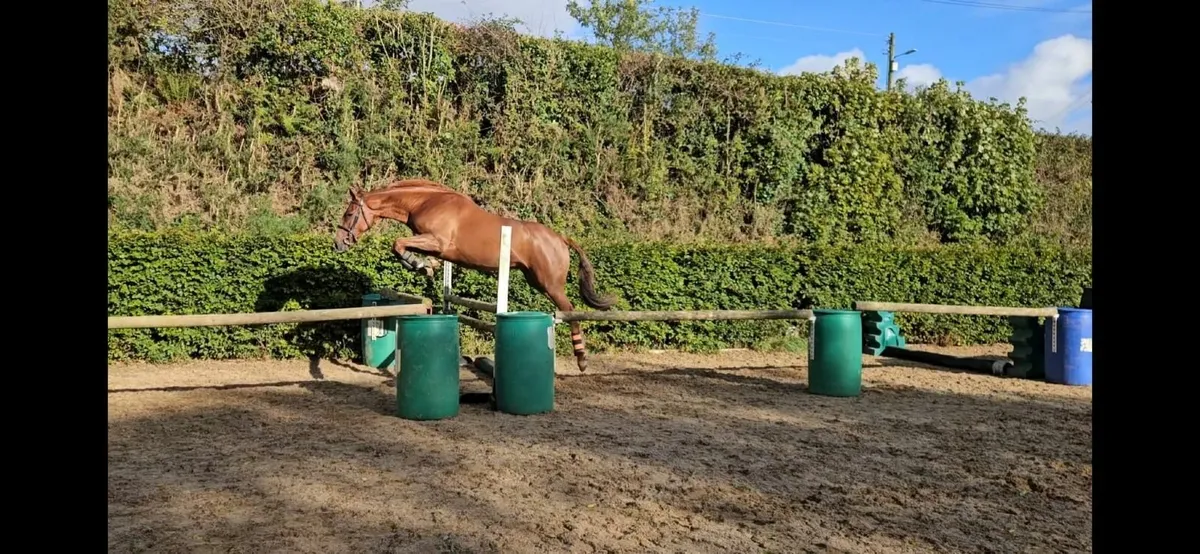 Irish Sports Horse - Image 4