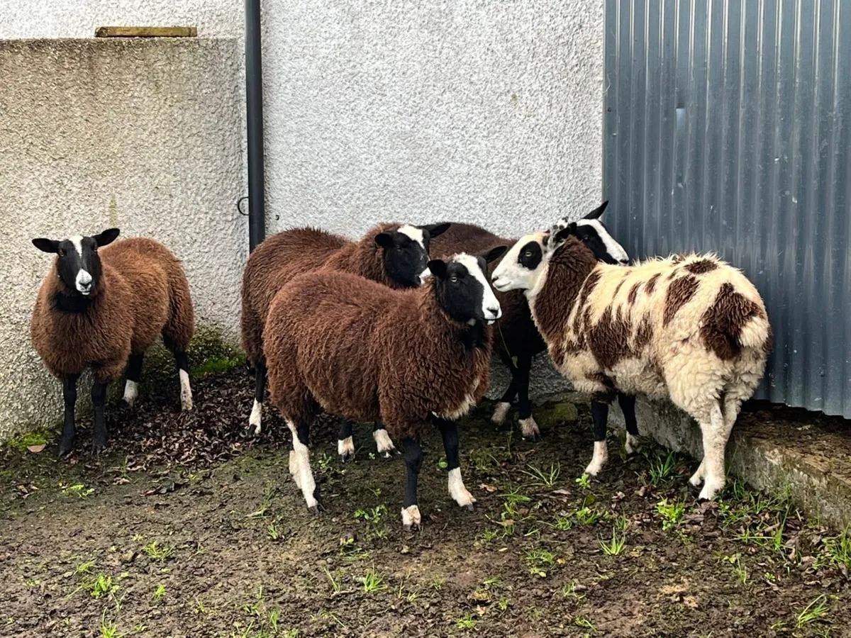 Zwartble x Dutch ewe lambs - Image 4
