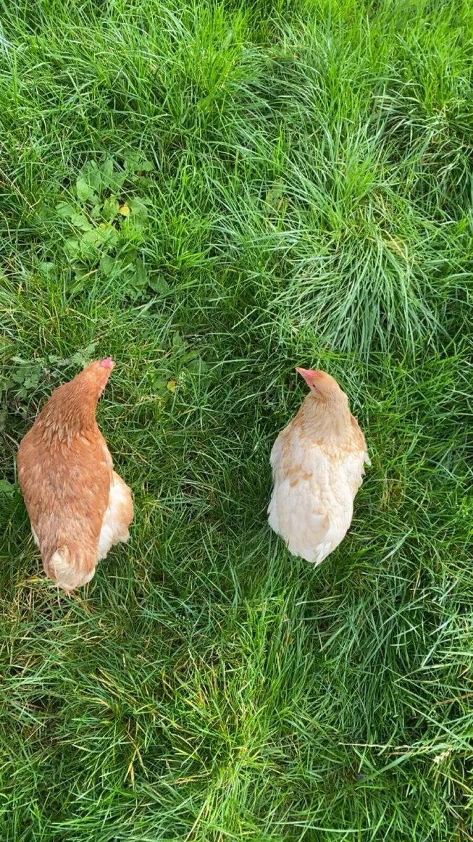 2 lovely hens for sale - Image 1