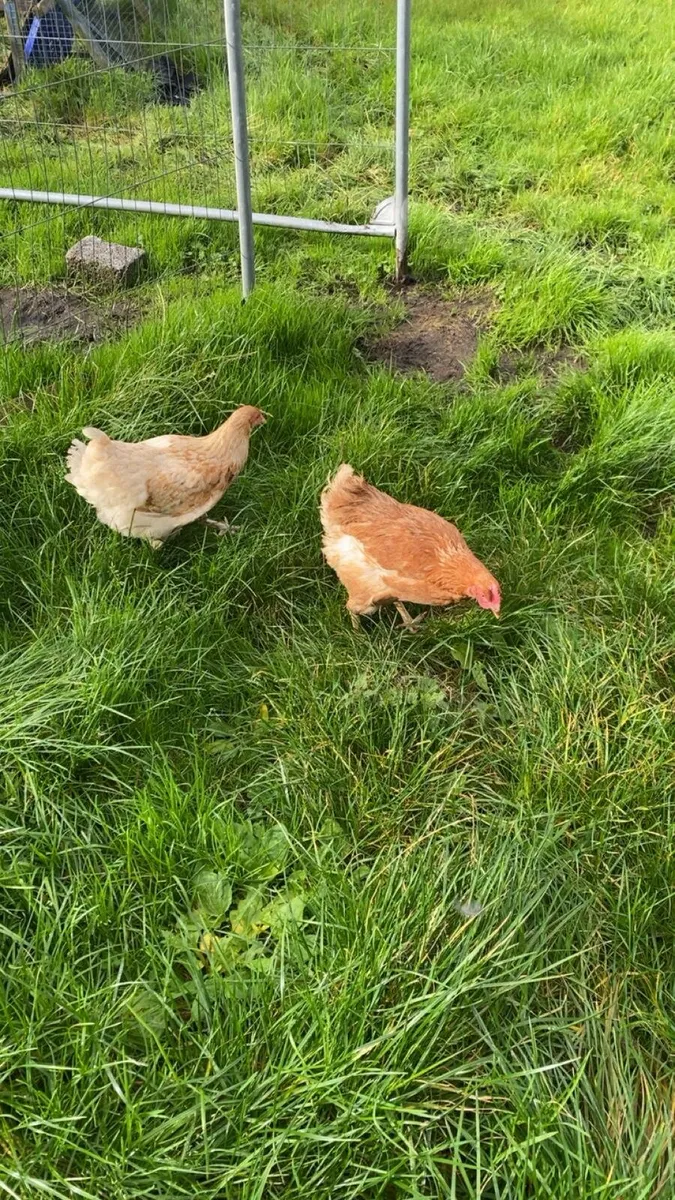 2 lovely hens for sale - Image 2