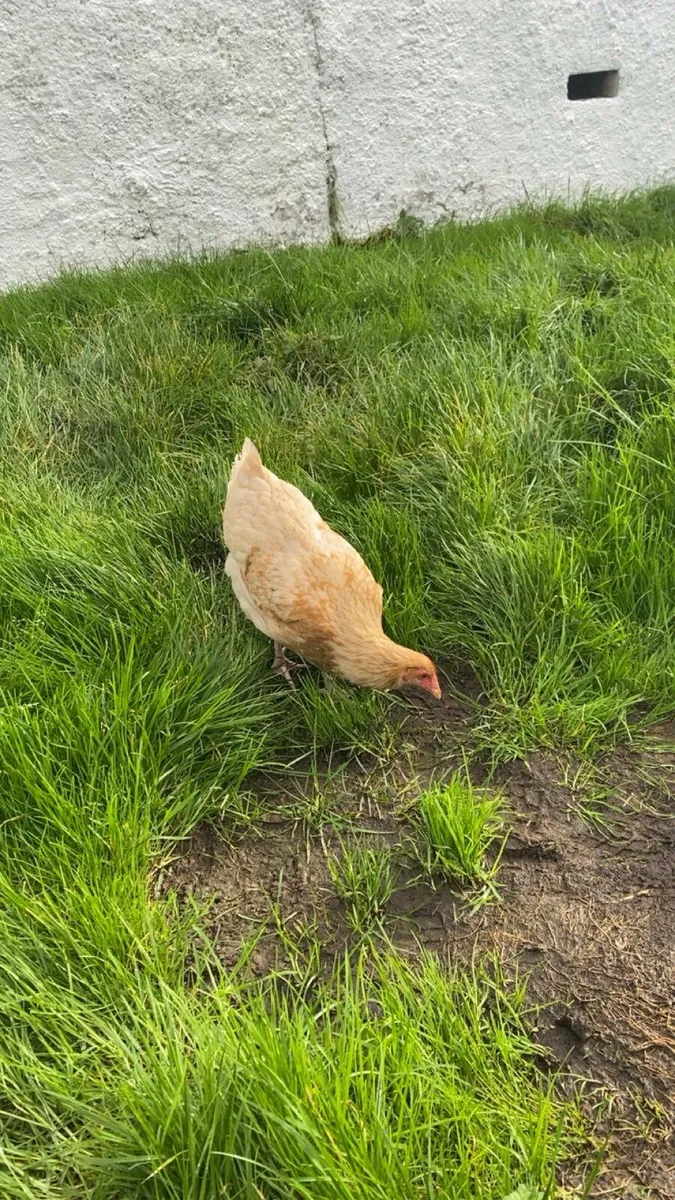2 lovely hens for sale - Image 3
