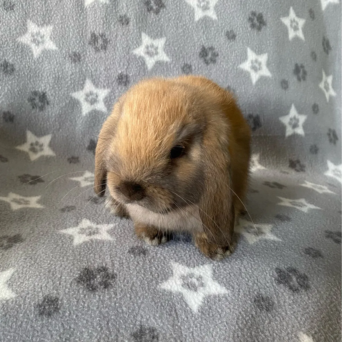 Mini lop rabbits - Image 1
