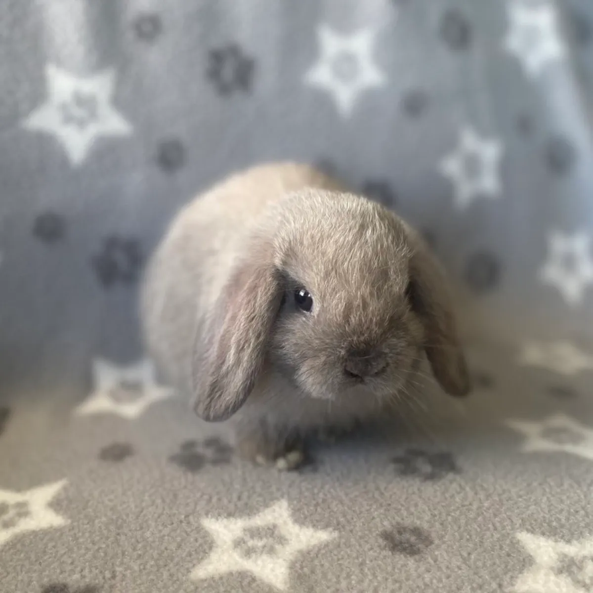 Mini lop rabbits - Image 2