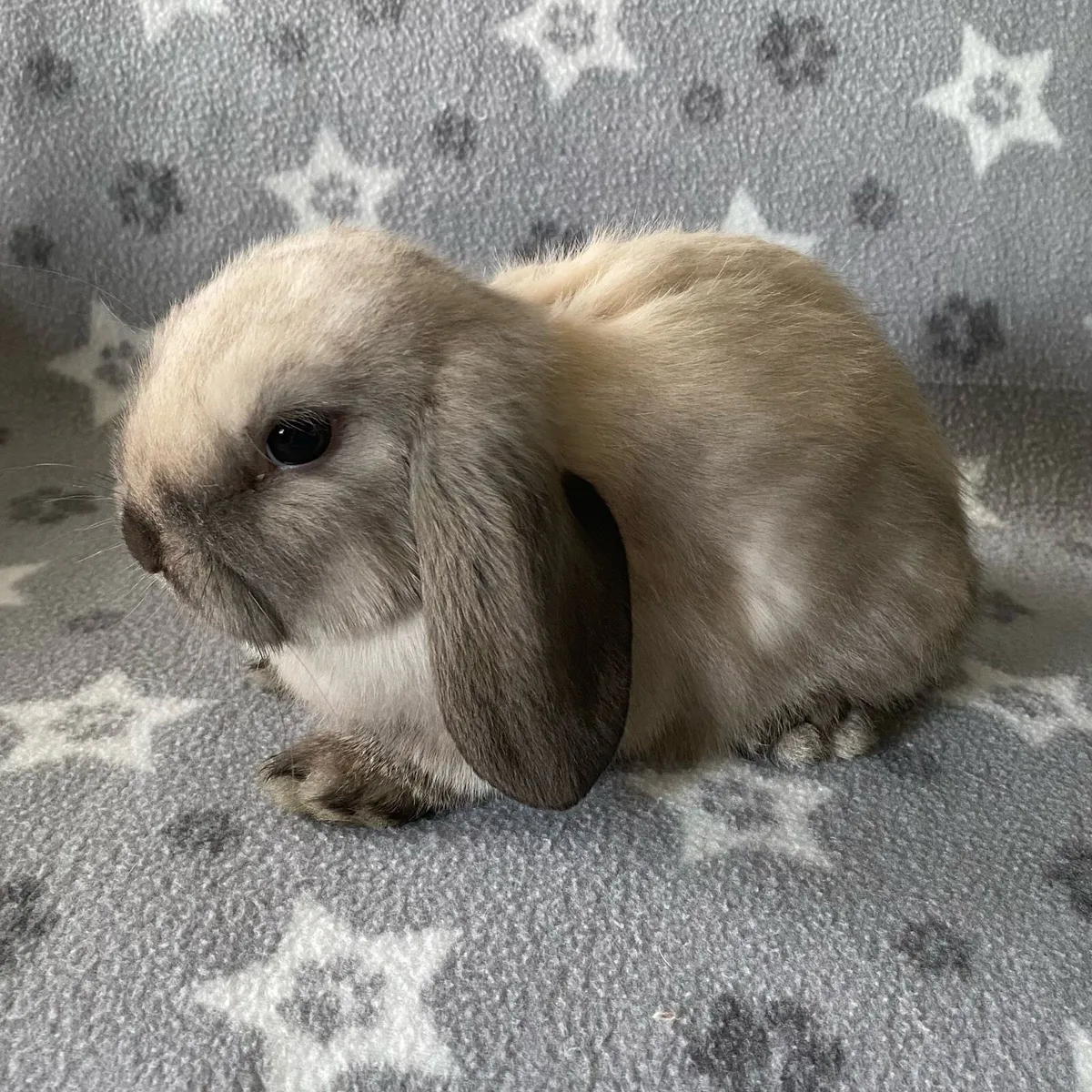 Mini lop rabbits - Image 4