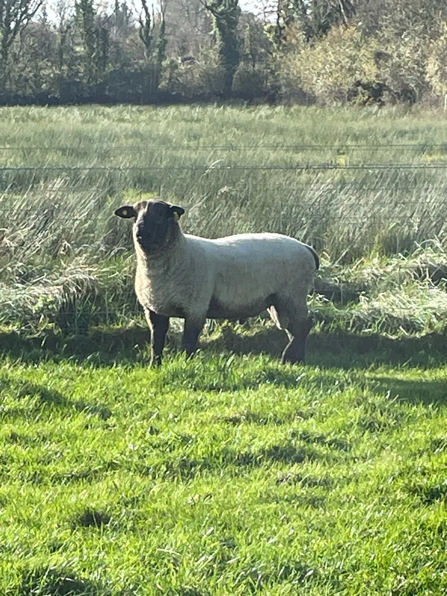 Suftex hogget ram - Image 1