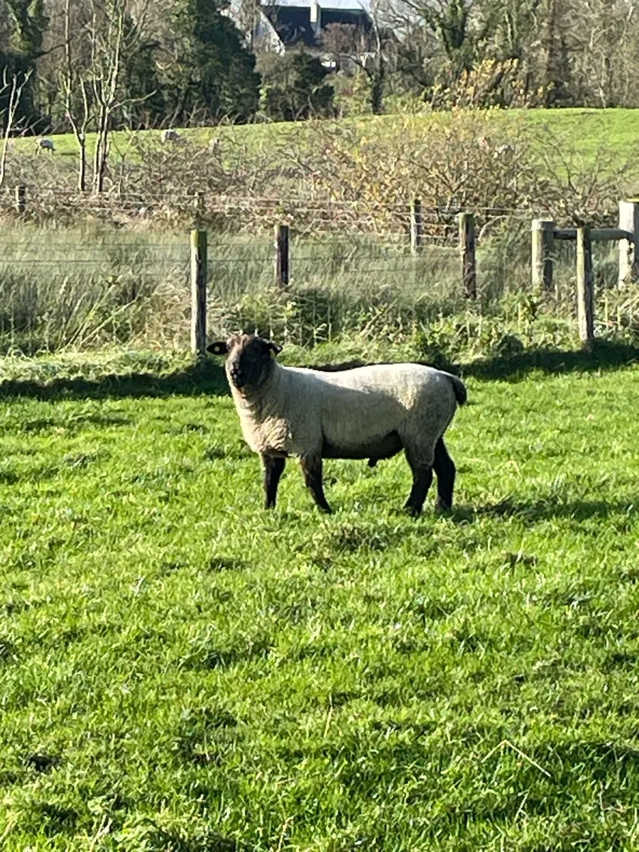 Suftex hogget ram - Image 2