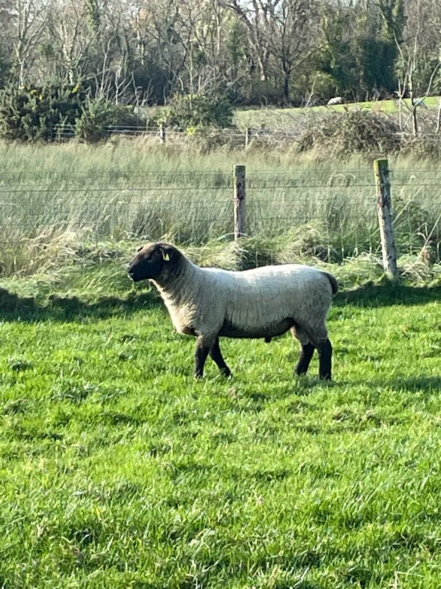 Suftex hogget ram - Image 3