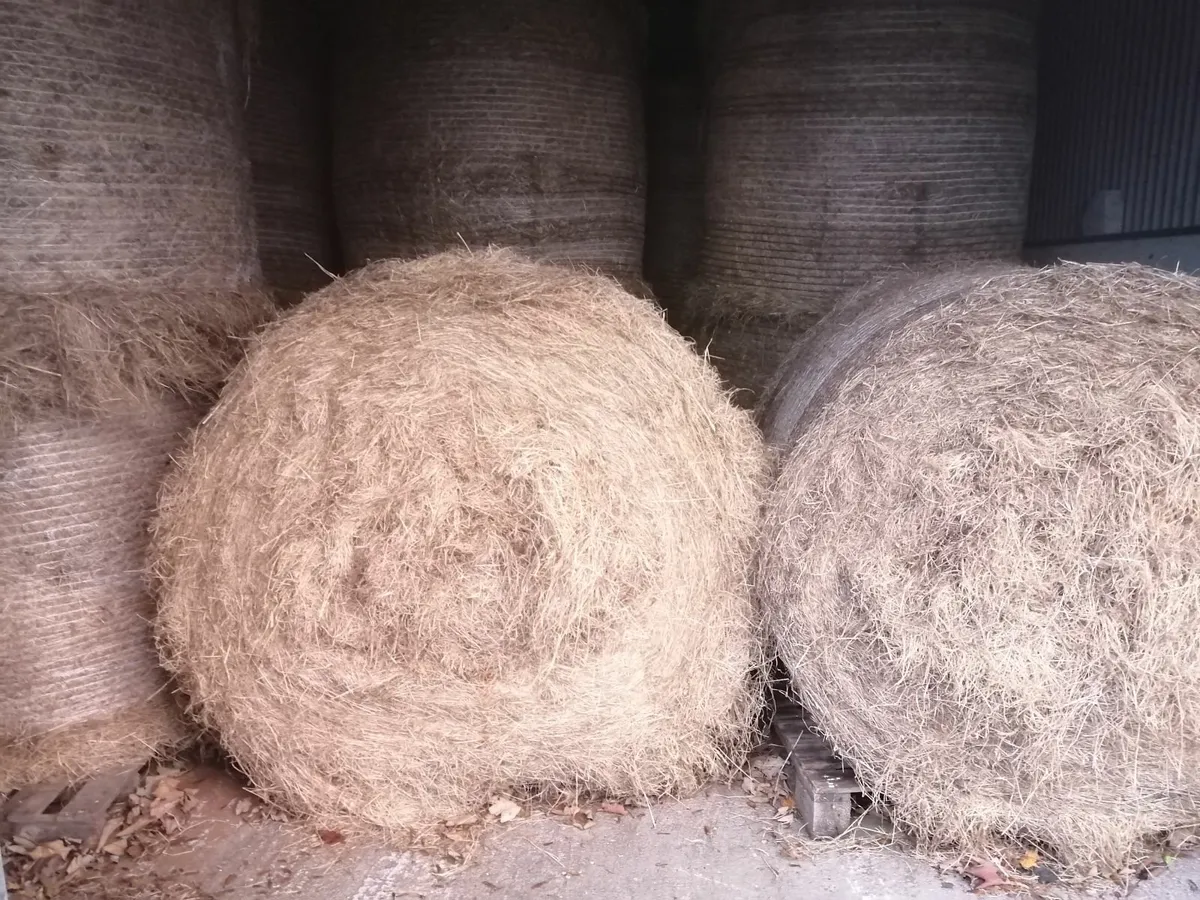 Hay - Image 3