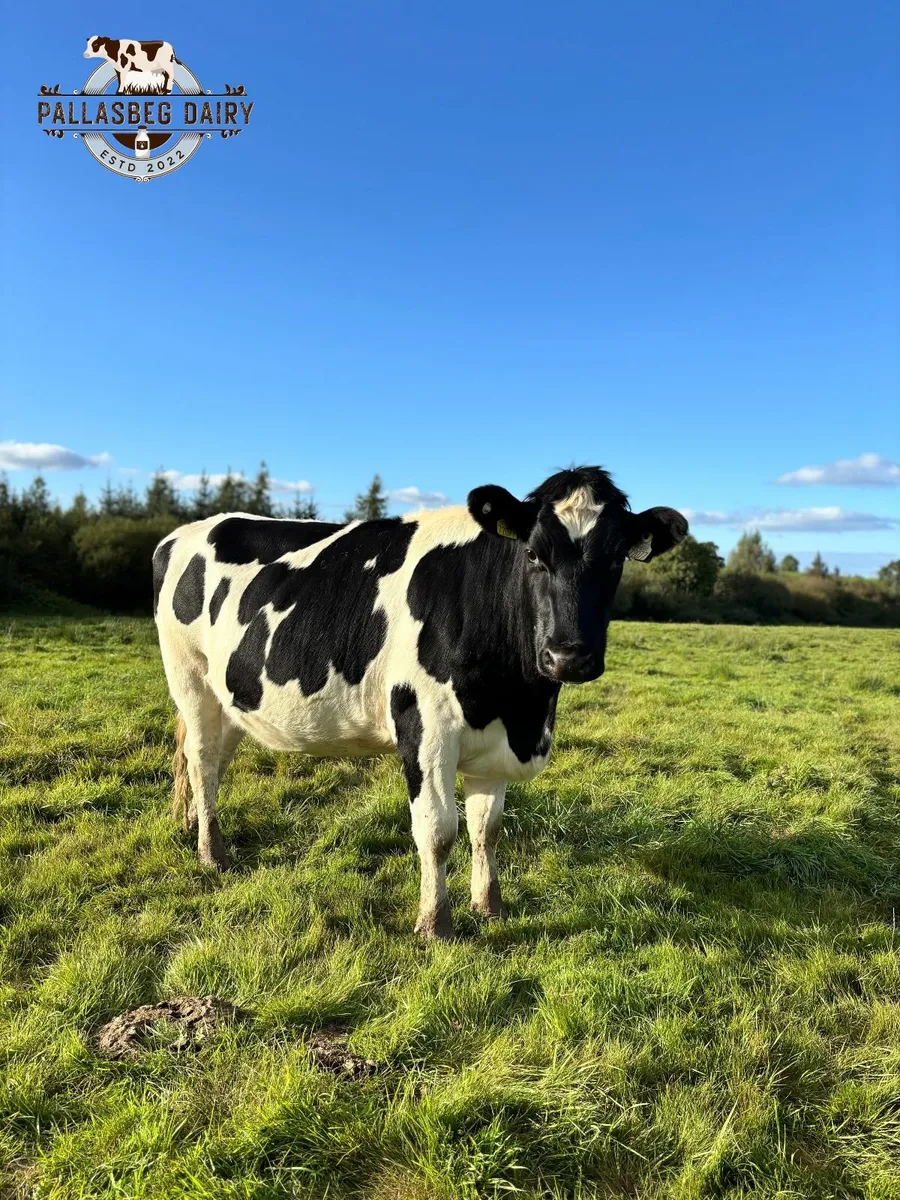 Pedigree British Friesian in-calf heifers - Image 1