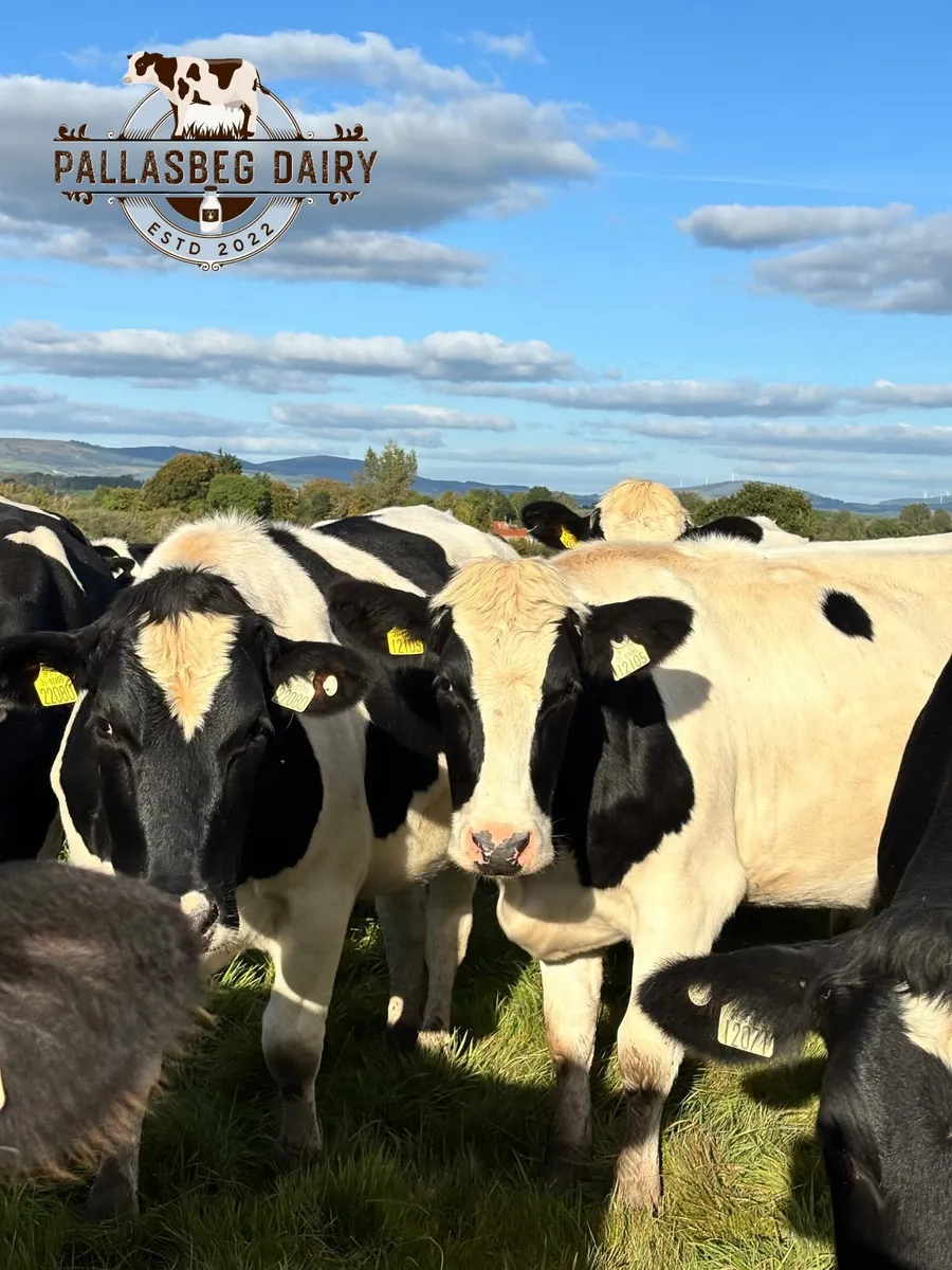 Pedigree British Friesian in-calf heifers - Image 2