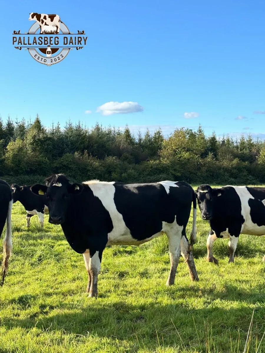 Pedigree British Friesian in-calf heifers - Image 3