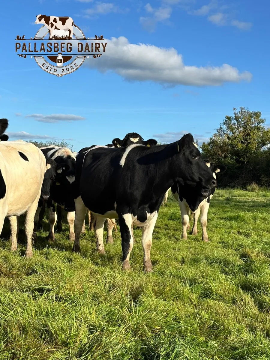 Pedigree British Friesian in-calf heifers - Image 4