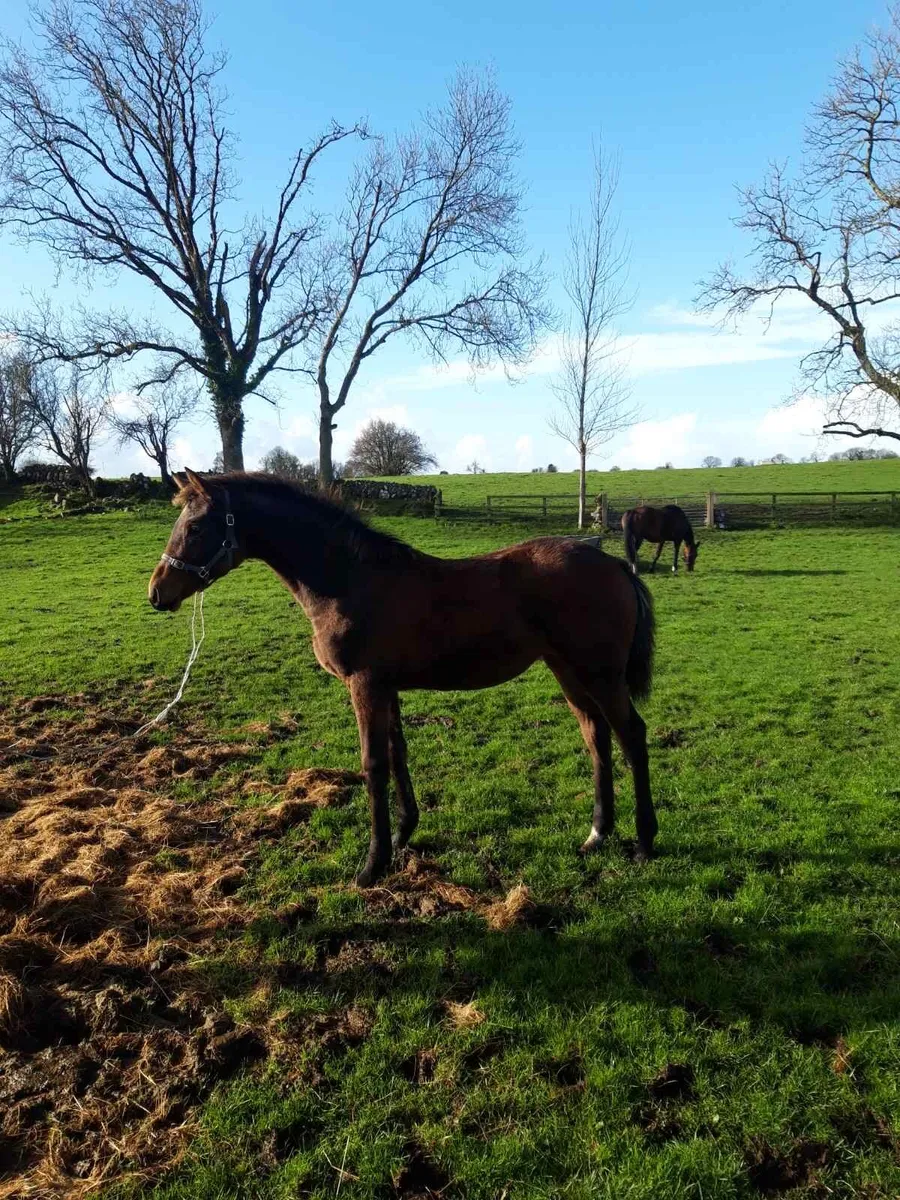 Foal for sale - Image 1