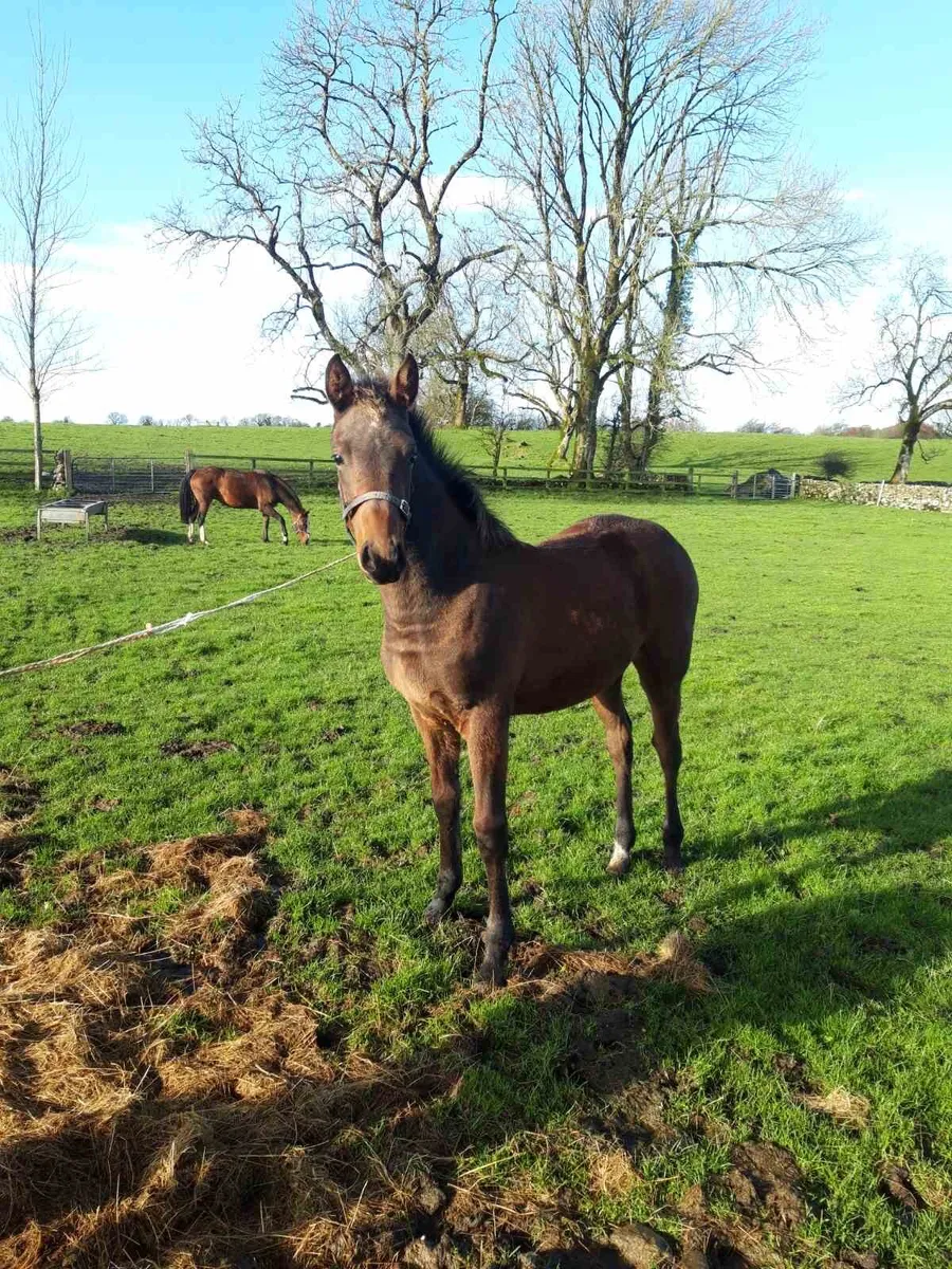 Foal for sale - Image 2