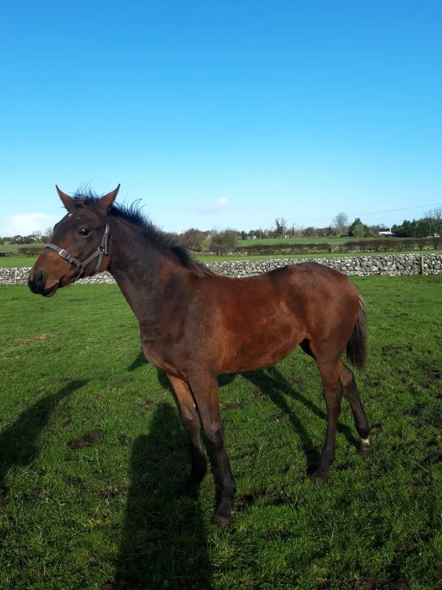 Foal for sale - Image 3