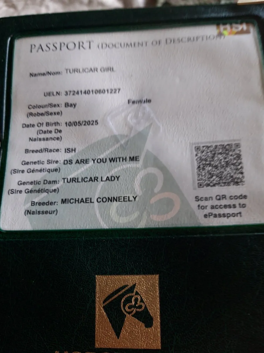 Foal for sale - Image 4