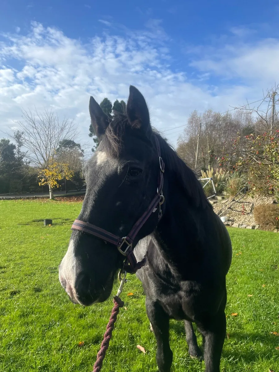 Bombproof mare - Image 1