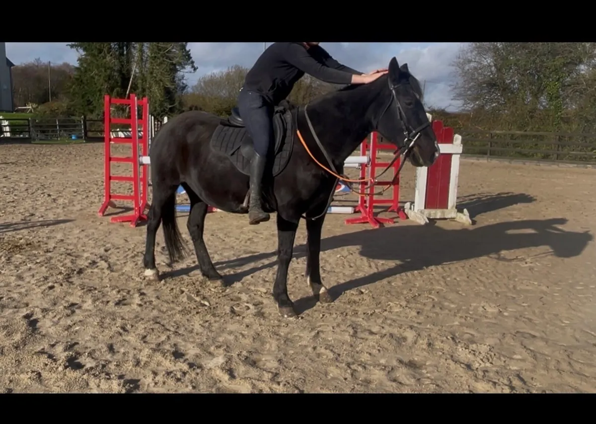 Bombproof mare - Image 2