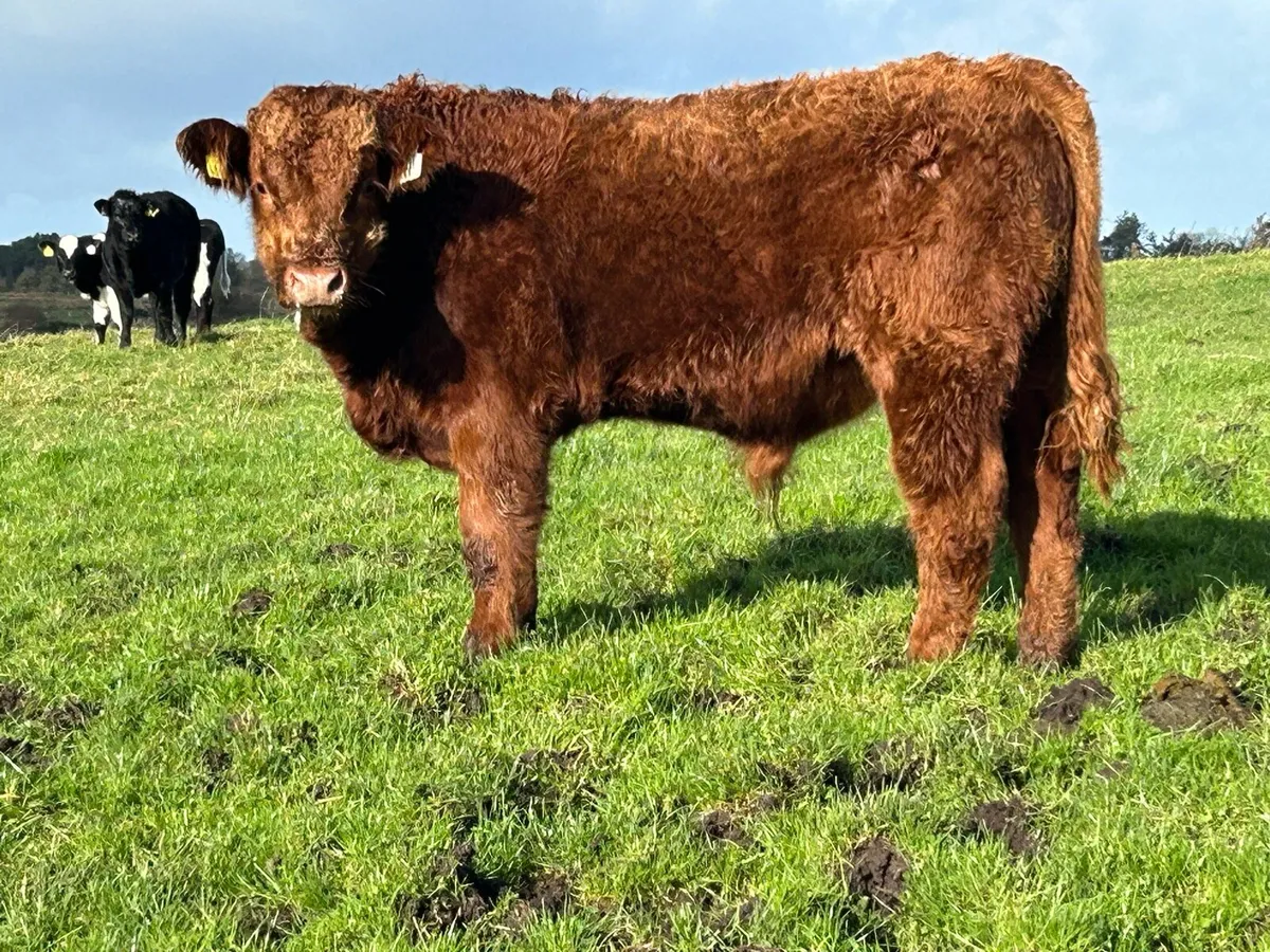 4 super u grade Homebreed  bull weanlings - Image 2