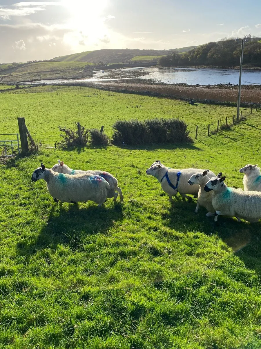 Chartex ram - Image 1