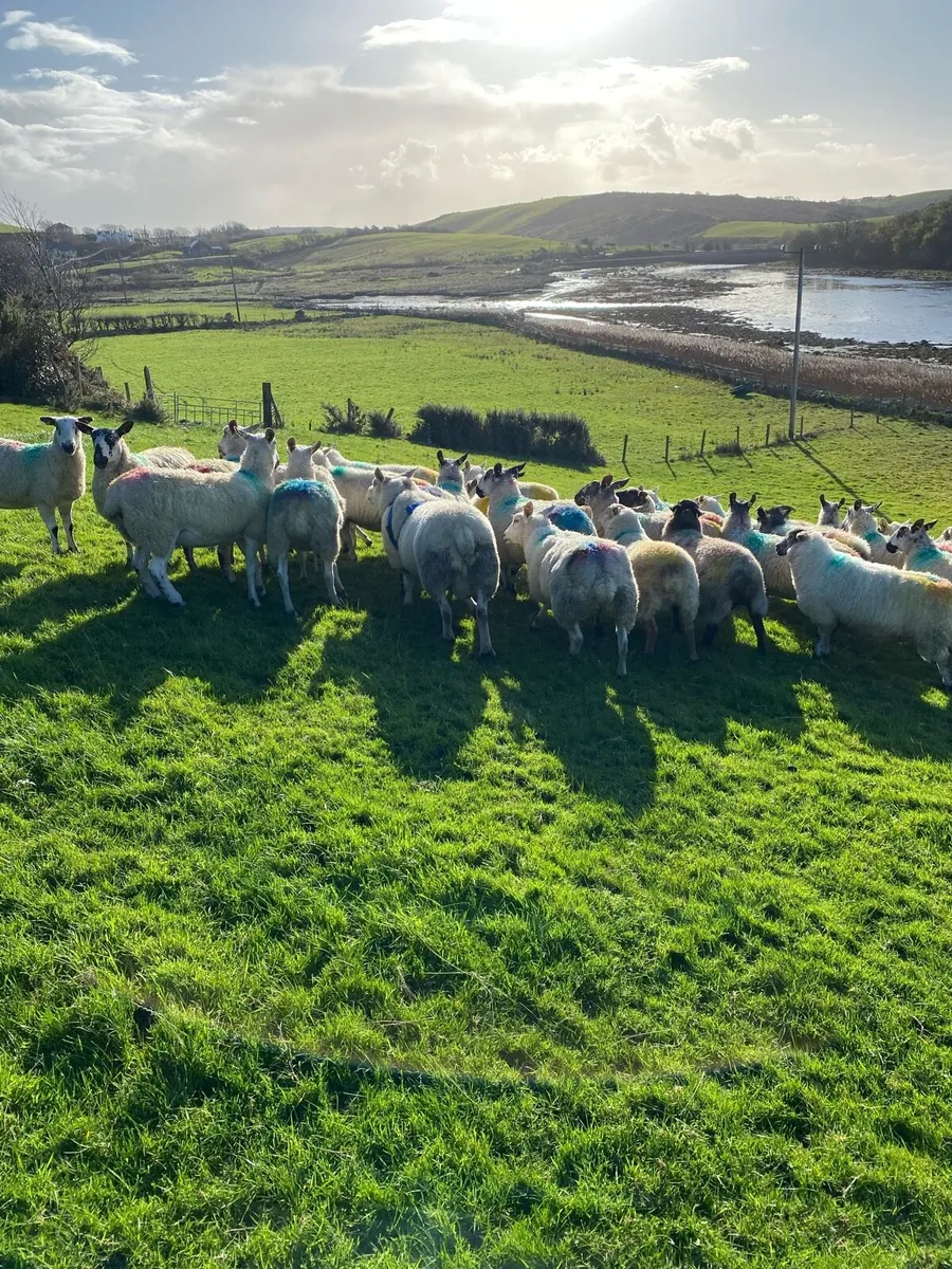 Chartex ram - Image 3