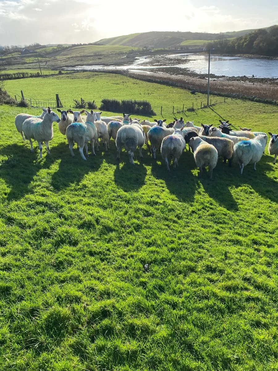 Chartex ram - Image 4