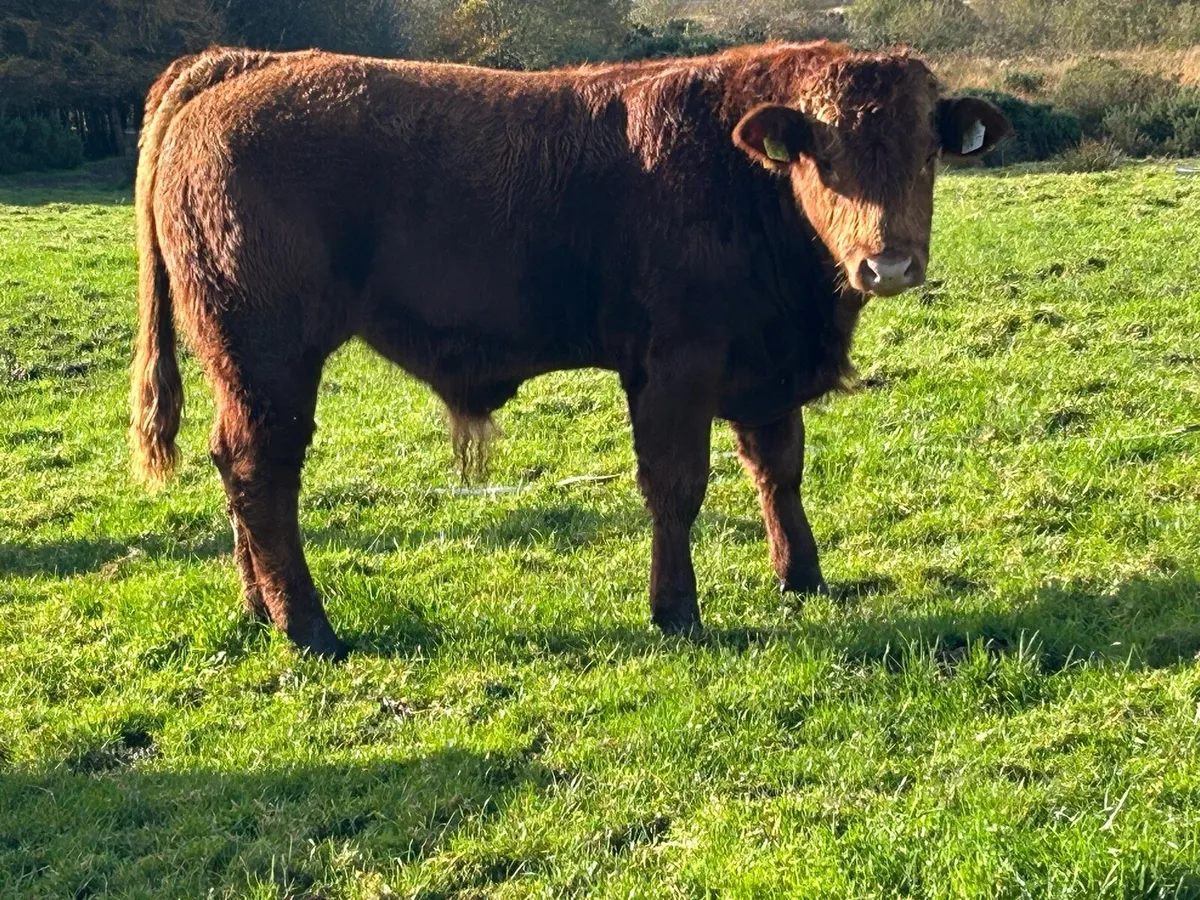 4 super u grade Homebreed  bull weanlings - Image 3