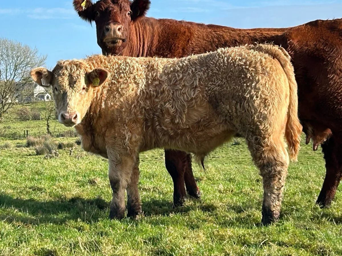 4 super u grade Homebreed  bull weanlings - Image 4