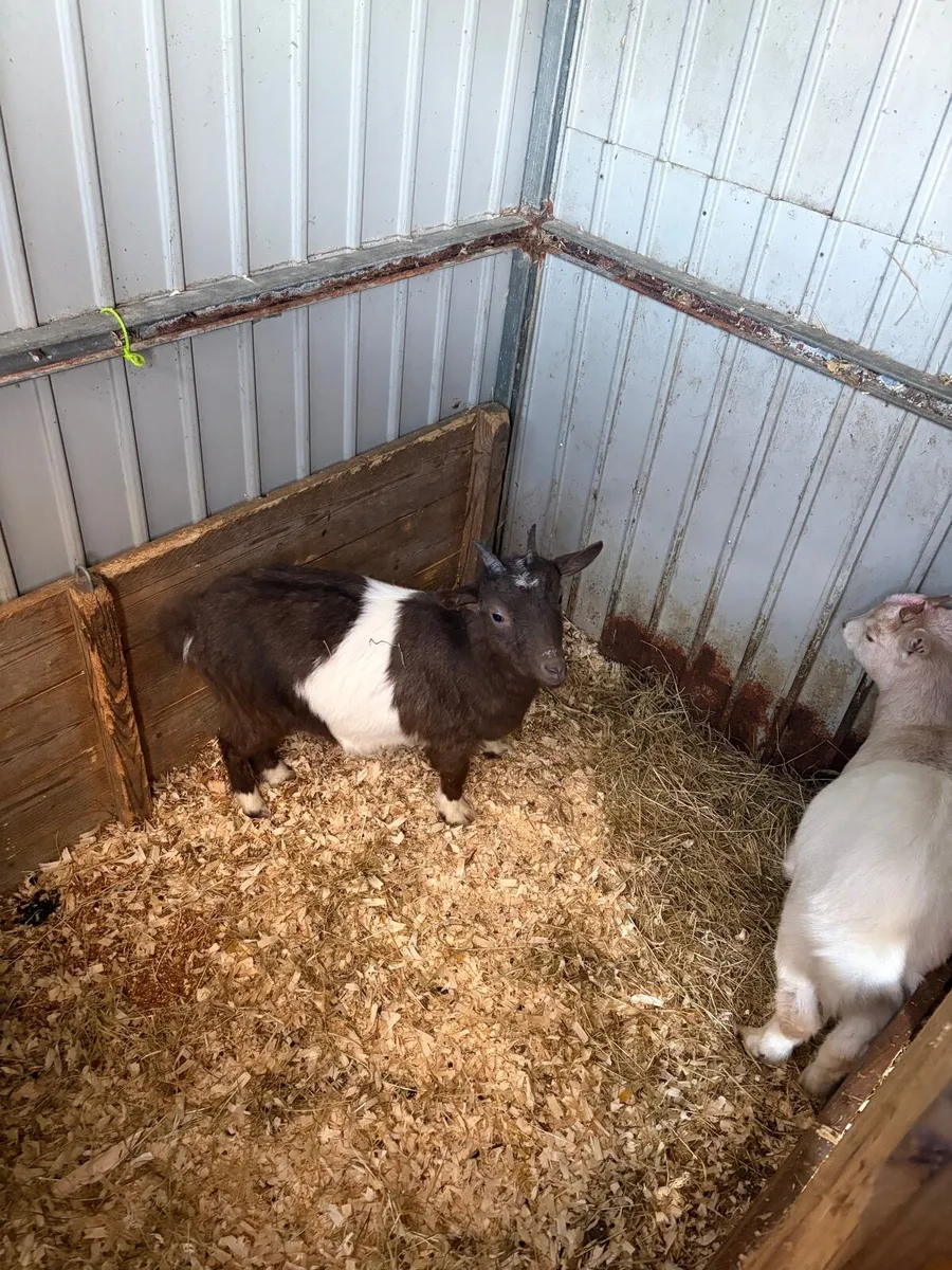 Pygmy goats - Image 1