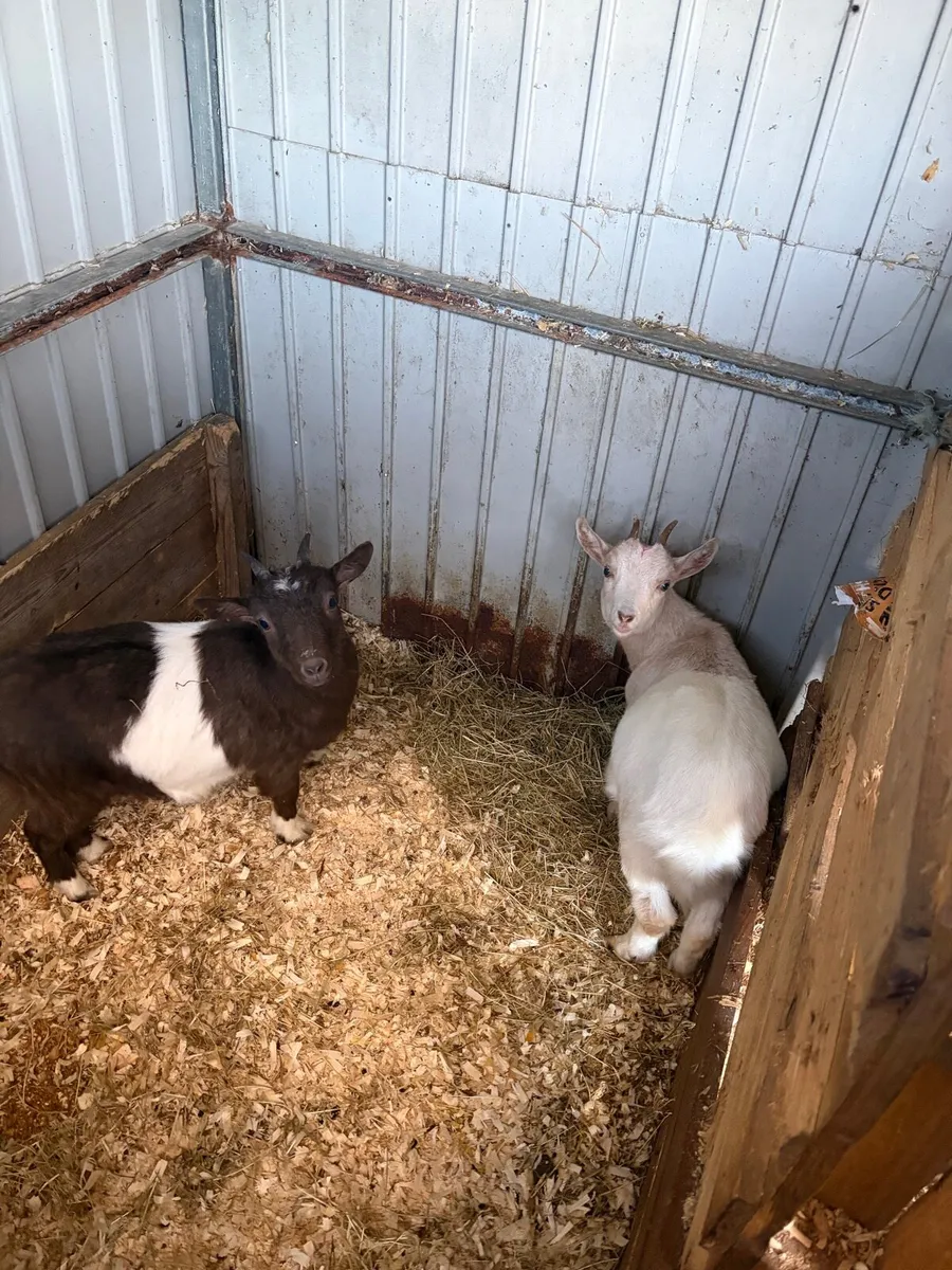 Pygmy goats - Image 2