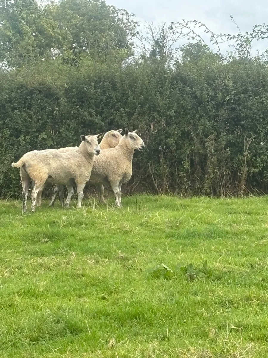 Rams for sale - Image 4