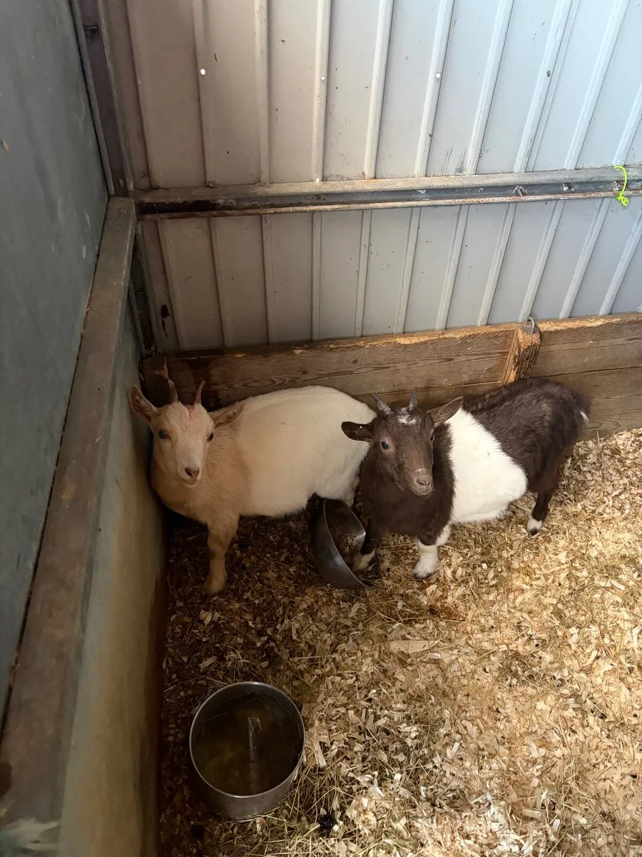 Pygmy goats - Image 3