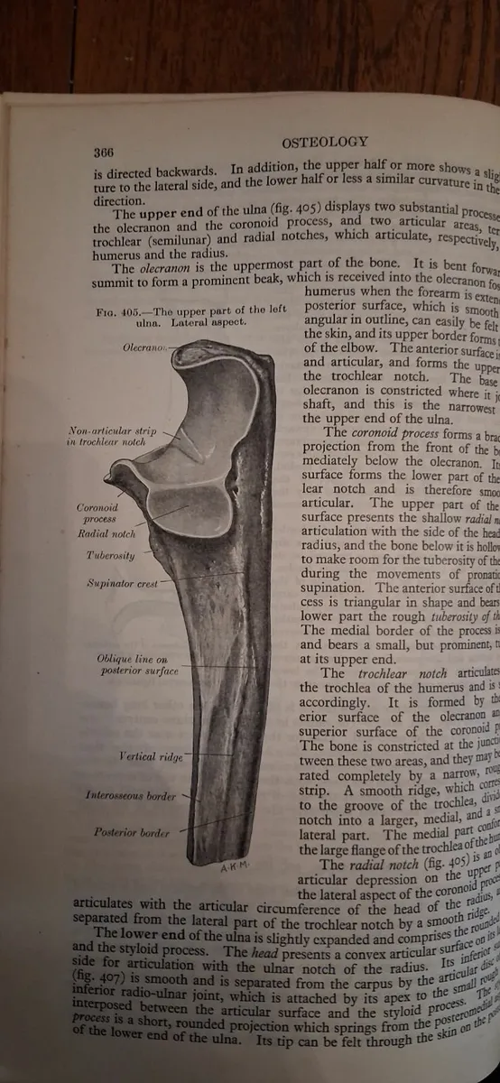 Grays Anatomy 'Descriptive and Applied' - Image 2