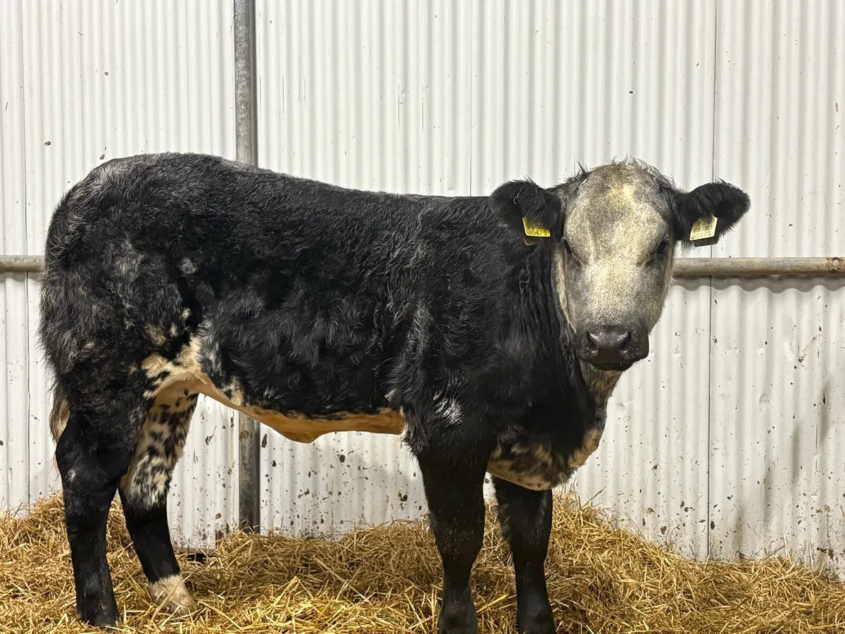 Lovely heifer - Image 1