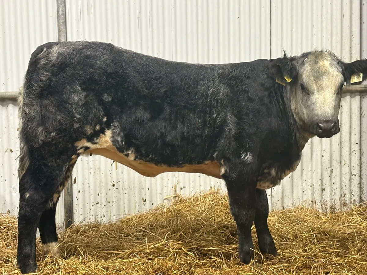 Lovely heifer - Image 2