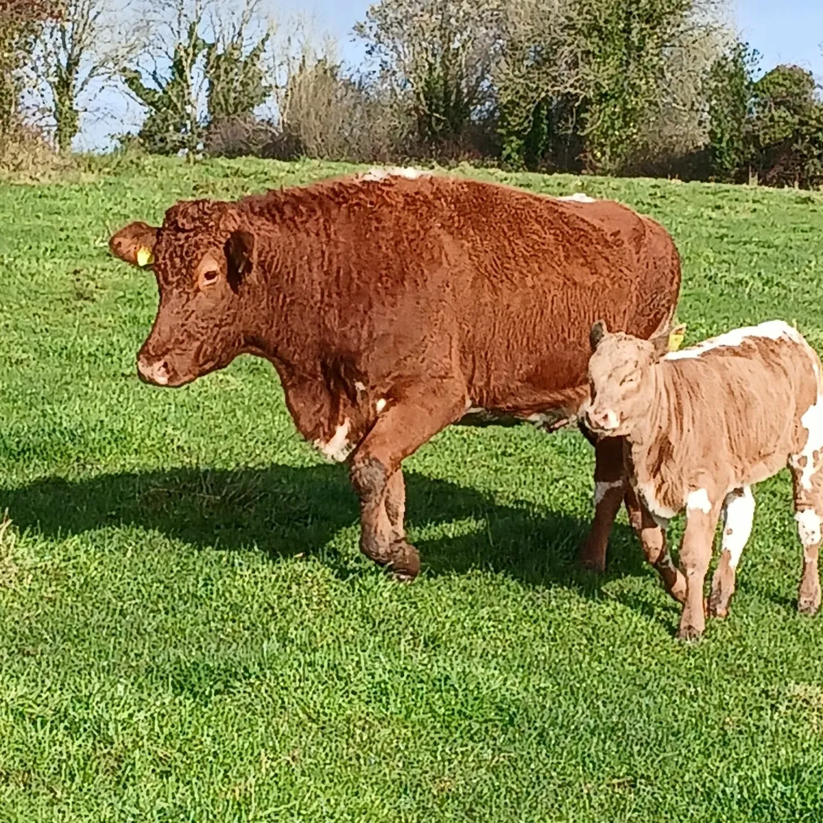 Shorthorn Cow & AI Charolais heifer calf. - Image 2