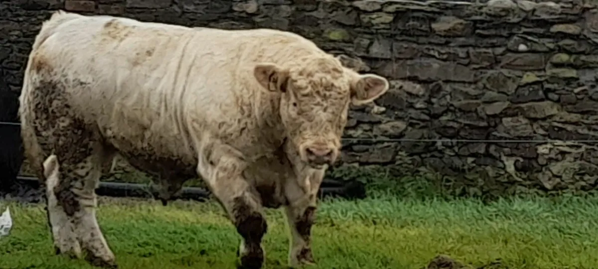 Pedegree 5 Star Charolais Bulls - Image 1